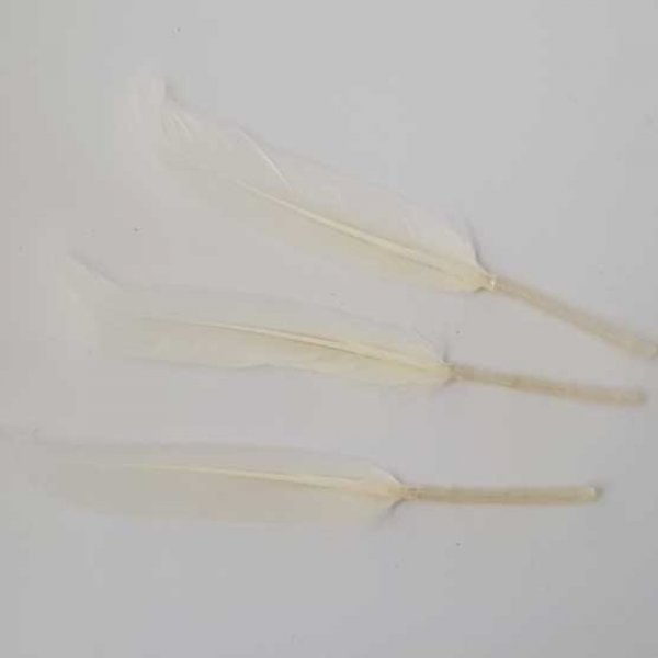3 Plumes 15 cm N&deg;01 Blanc