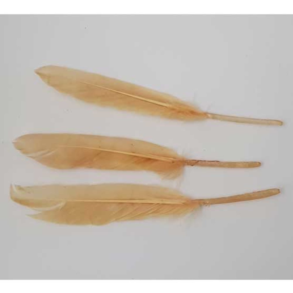 3 Plumes 15 cm N°01 Beige