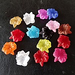 15 Assorted Orchid Flowers